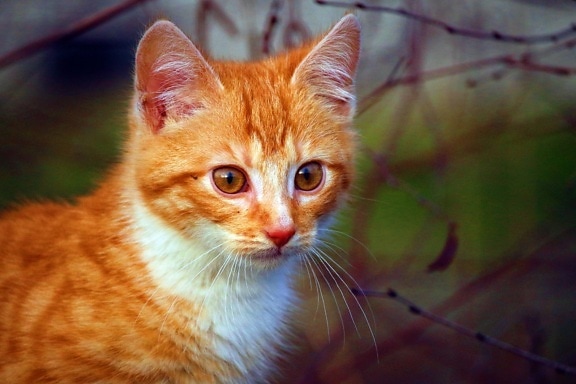 yellow cat, curious, young, kitten, animal, feline, fur, kitty, pet