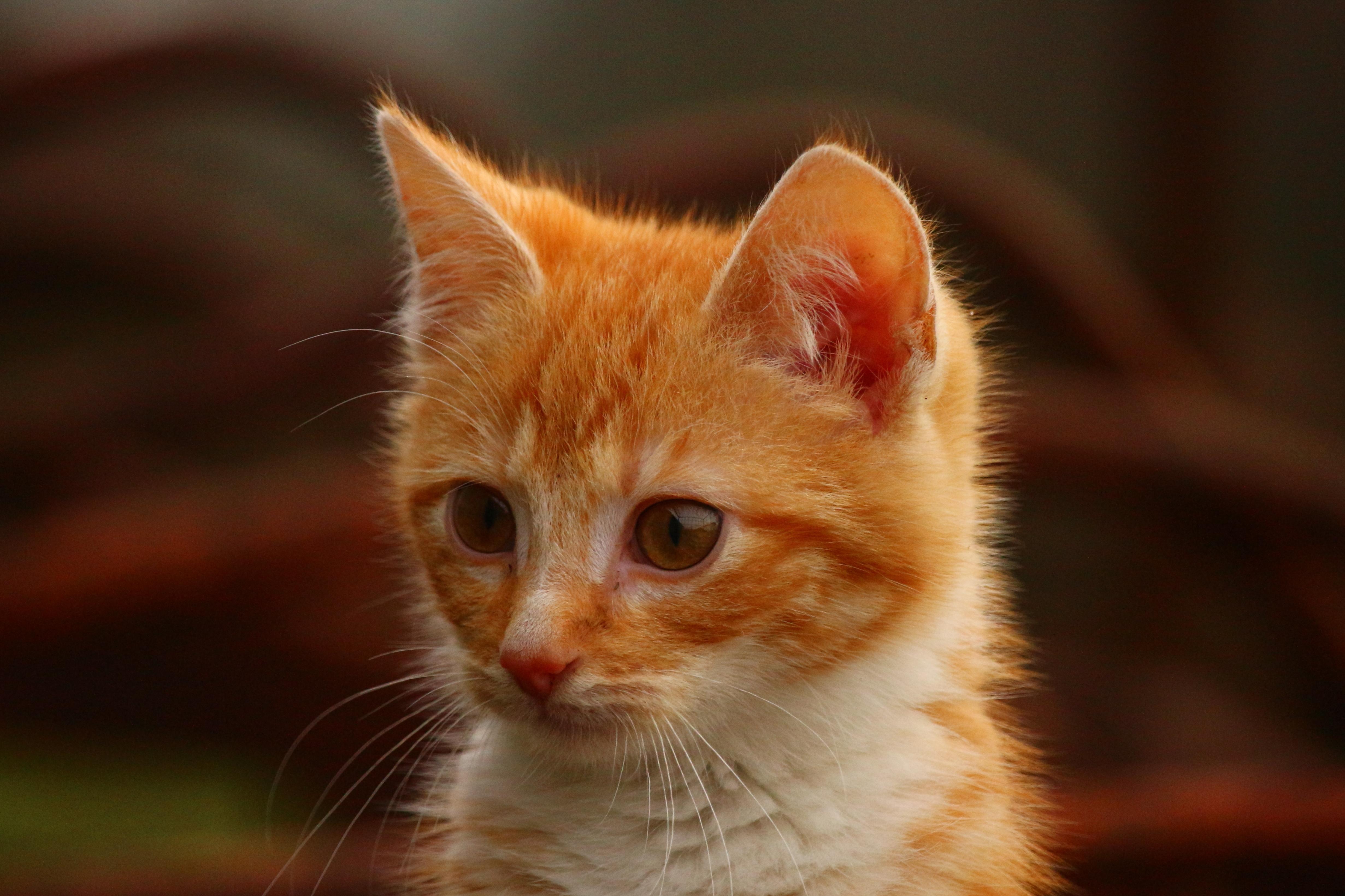 Gambar Gratis Kucing Kuning Kepala Kucing Mata Penasaran