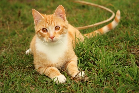 cute, grass, animal, domestic cat