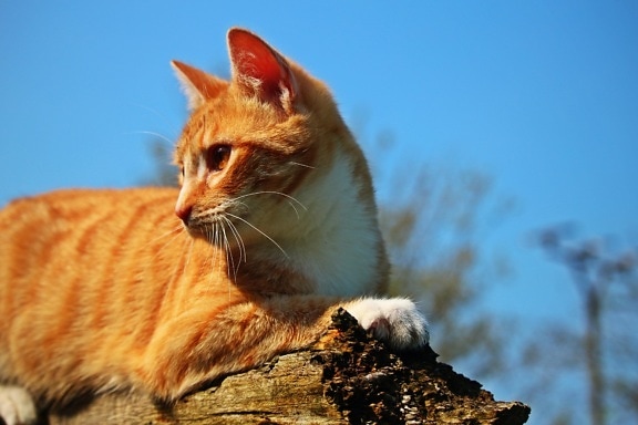 yellow cat, stone, outdoor, cute, animal
