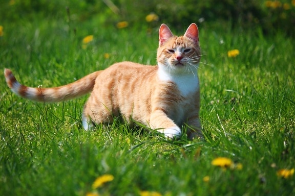 หญ้า น่ารัก ธรรมชาติ สัตว์ ฟิลด์ หนุ่ม หญ้าแมว แบบดอกแดนดิไล สีเหลือง