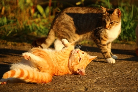 ขี้เล่น แมว น่ารัก สัตว์ เลี้ยง ธรรมชาติ สัตว์ ลูกแมว แมว คิตตี้