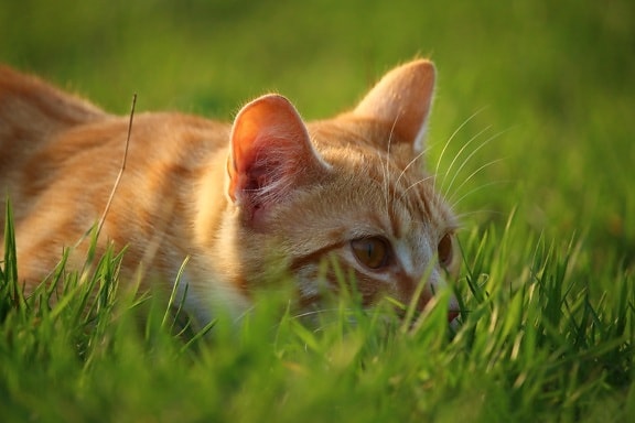 หญ้าสีเขียว แม แมวสีเหลือง ธรรมชาติ สัตว์ ขนสัตว์ ภาพ หนุ่ม