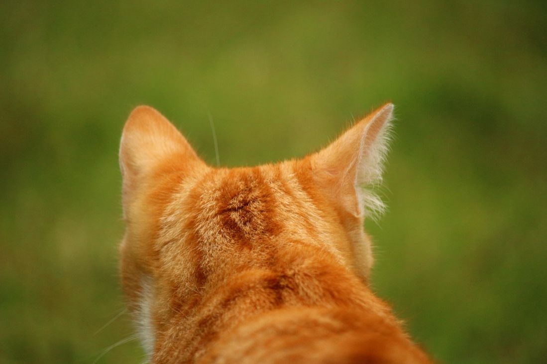 สัตว์ ธรรมชาติ น่ารัก แมว แมวสีเหลือง หัว กลางแจ้ง