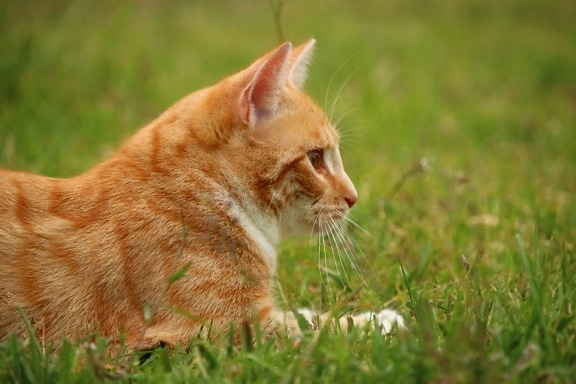 yellow cat, animal, grass, cute, nature, fur, feline, kitten
