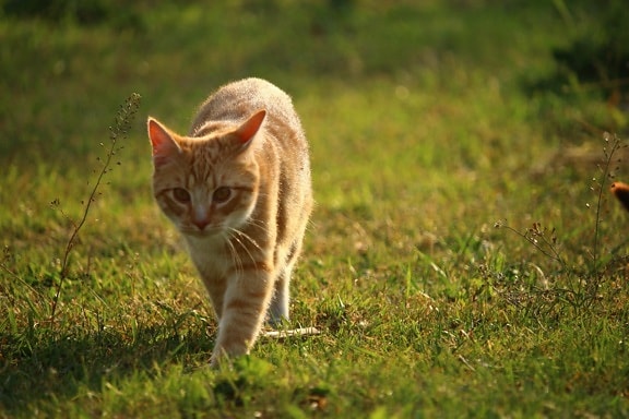หญ้า สัตว์ ธรรมชาติ แมวสีเหลือง แมว ขนสัตว์ ลูก แมว สัตว์เลี้ยง