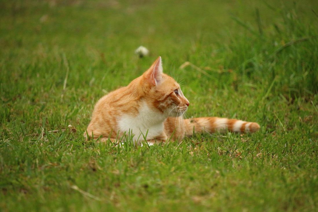 zöld fű, táj, állat, kültéri, házi macska