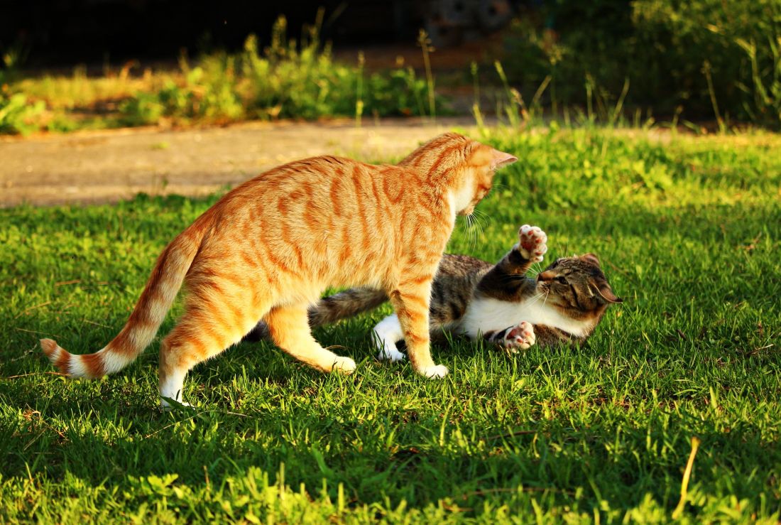yeşil çimen, kedi, şirin yavru kedi, eğlenceli, hayvan, kedi