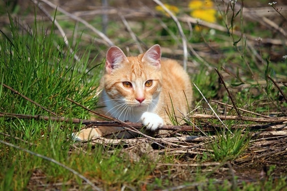 nature, chat, mignonne, animaux, herbe, félin, herbe, chaton, fourrure