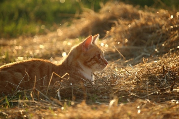 nature, domestic cat, hay, outdoor, grass, animal