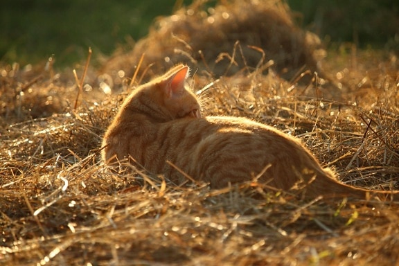 ฤดูร้อน ซันไชน์ แมว หญ้าแห้ง หญ้า ธรรมชาติ แมวสัตว์ สีเหลือง