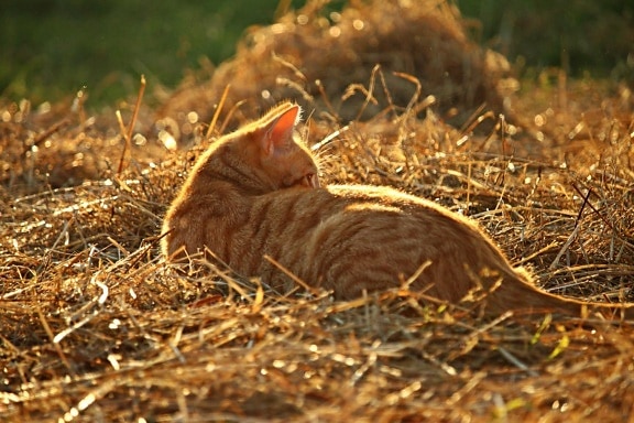 หญ้า ธรรมชาติ สัตว์ หญ้าแห้ง ฤดูร้อน ซันไชน์ แมว แมวสีเหลือง