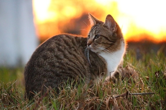 Gato lindo, puesta de sol, animal, naturaleza, pelaje, felino, hierba, gatito, mascota