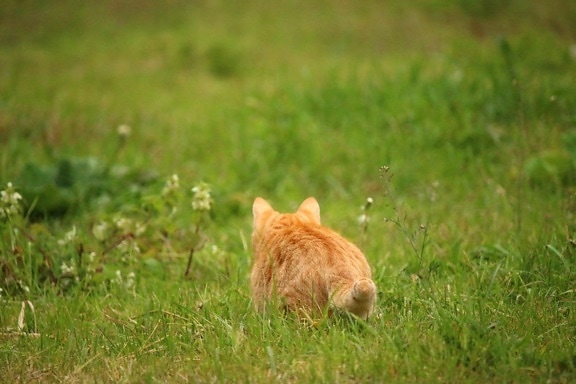 животните, природата, домашна котка, зелена трева, пролет, поле