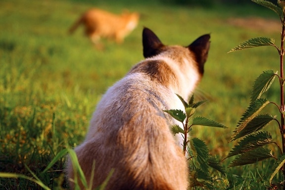 nature, animaux, faune, animaux, herbe, nature, chat siamois