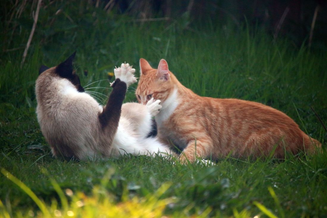 フリー写真画像 猫草 動物 かわいい 自然 子猫 緑の芝生 遊び心のあります