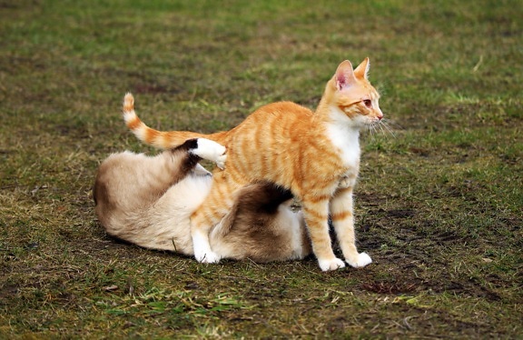 สัตว์ น่ารัก สัตว์เลี้ยง ในประเทศแมว ขี้เล่น ดิน หญ้า กลางแจ้ง