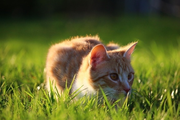 gras, natuur, leuke, kat, katje, dier, kitty, huisdier, kat