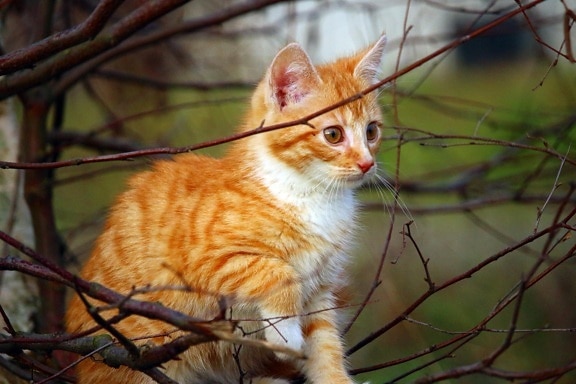 állat, macska, természet, aranyos, cica, macska, fa, ág, fiatal, kisállat, szőrme