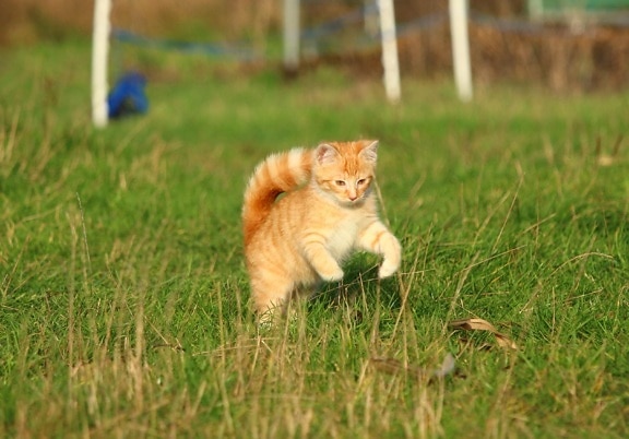 แมว หญ้า สัตว์ น่ารัก แมว ขนสัตว์ ลูกแมว สัตว์เลี้ยง หญ้า ฤดูร้อน คิตตี้