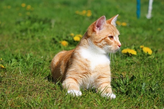 น่ารัก สัตว์ แมว หนุ่ม หญ้า ภาพ ดวงตา ลูก แมว น่ารัก นั่ง สัตว์เลี้ยง