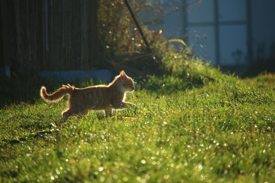herbe, animaux, nature, faune, herbe, chat domestique, ete, outdoor