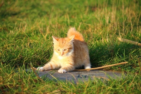 cute, grass, cat, fur, kitten, grass, feline, pet