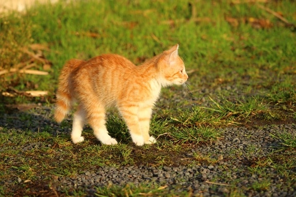 милый, кошка, животных, мех, трава, кошачьих, трава, Открытый, котенок, котенок