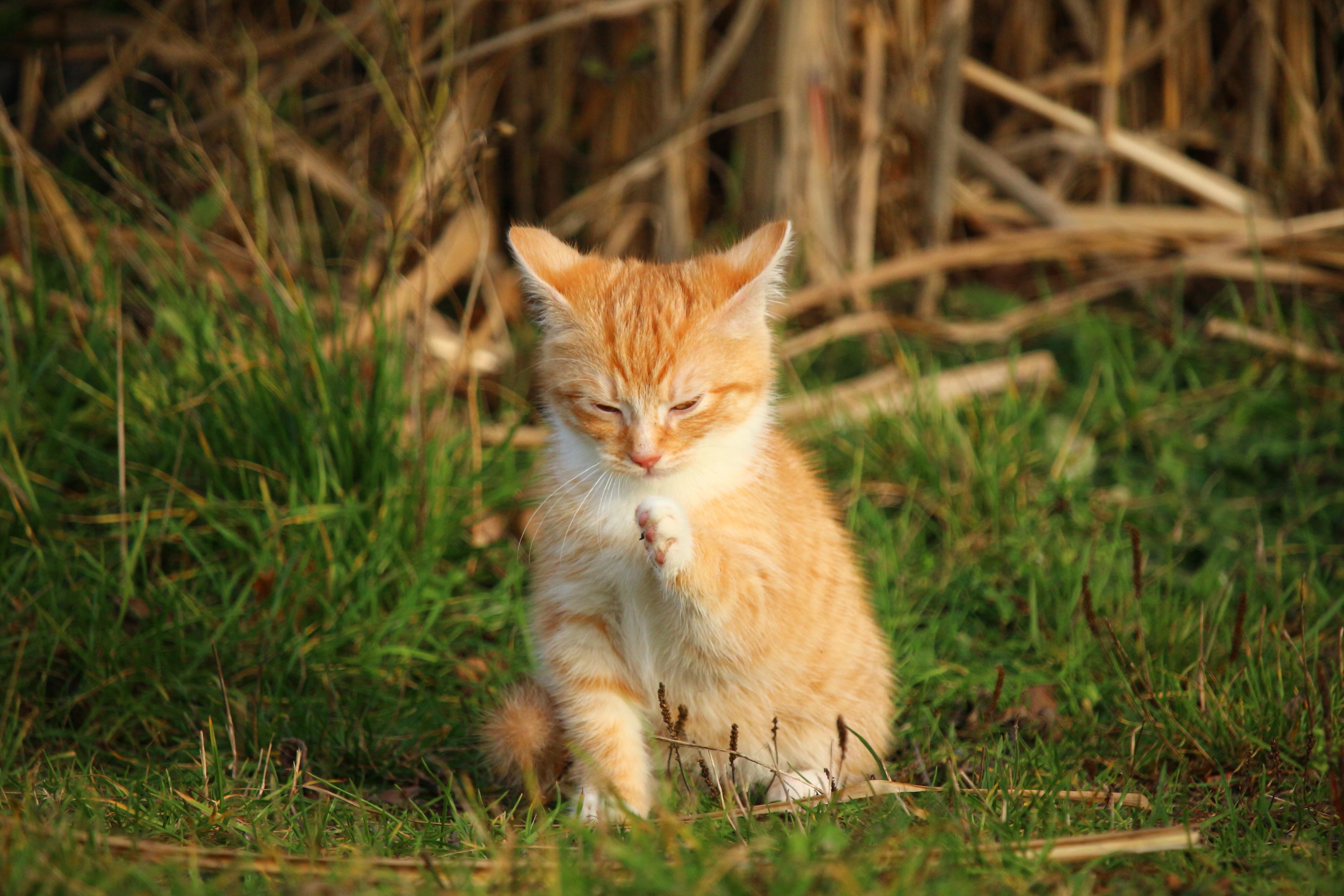 Free picture: cat, cute, animal, grass, nature, portrait, fur, eye, pet,  young, kitten, wildlife