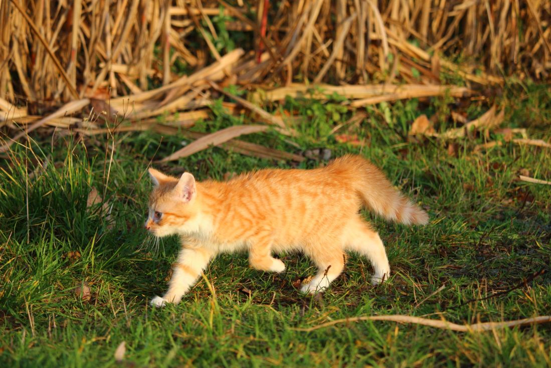 roztomilý, kočka, zvíře, trávy, kočičí, koťátko, čiči, kožešiny