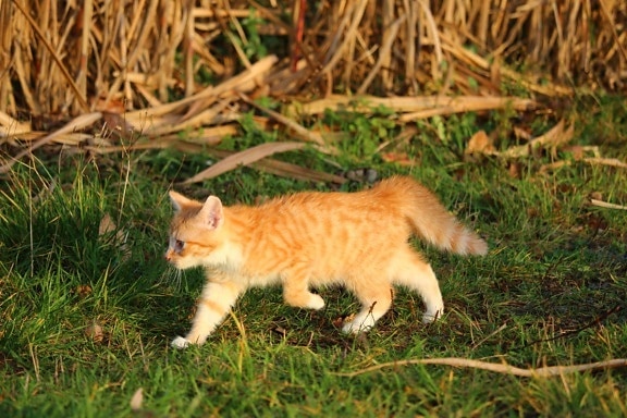 милий, тварина, кішка, трава, котячих, кошеня, Кітті, хутра