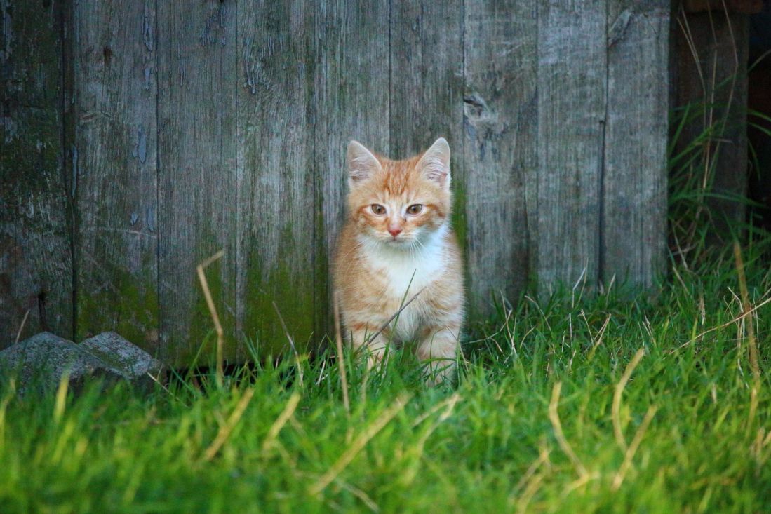 natur, gräs, kattunge, bakgård, gräs, våren, katt, kattdjur, kitty, päls, sällskapsdjur