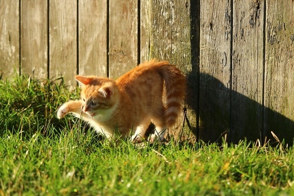 น่ารัก หญ้า แมว สัตว์ หนุ่ม สนามหลังบ้าน กลางแจ้ง หญ้า