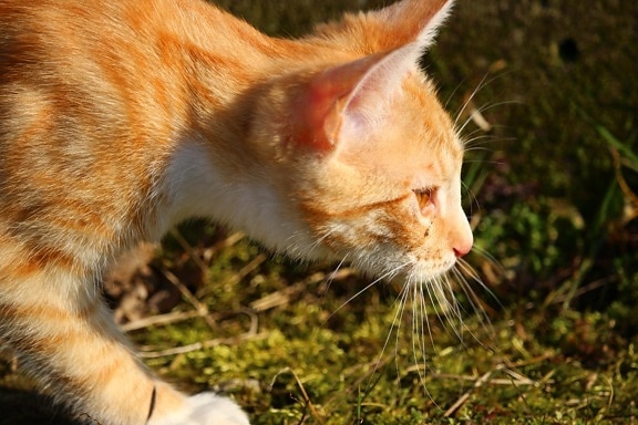 Free picture: cute, grass, cat, animal, young, backyard, grass, outdoor