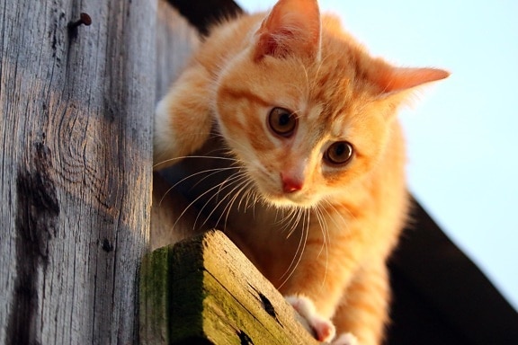 Cat, roztomilý, zvířat, mladý, kočička, kočkovitá šelma, čiči, pet, hravý