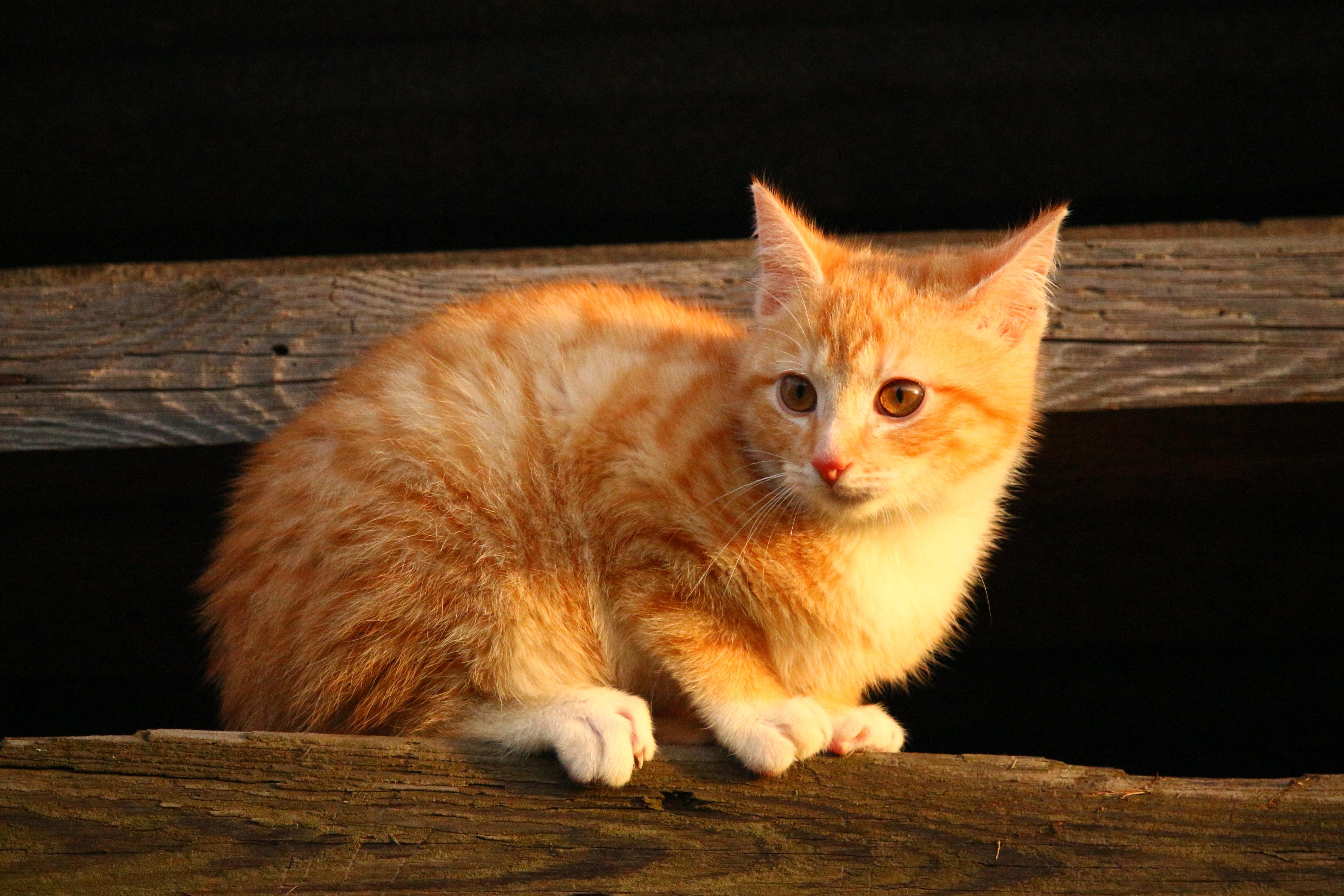 Pixel fofo gatinho laranja gato de estimação