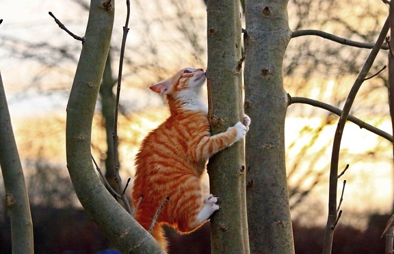 nature, outdoor, tree, wood, domestic cat,