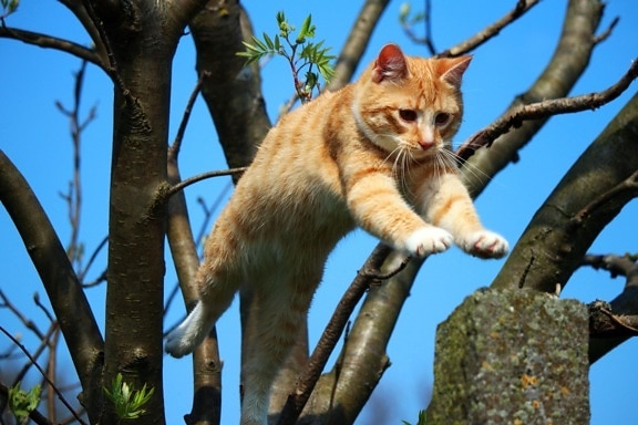příroda, strom, skok, zvíře, kočka, venkovní, kočičí, kočička