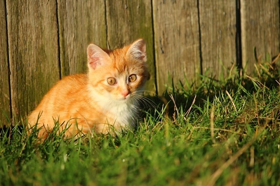 kat, cute, dyr, græs, killing, unge, feline, kitty, baggård, legende