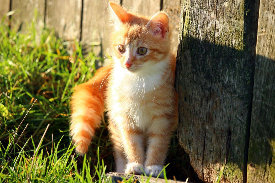 roztomilý, cat, zvířat, příroda, slunce, stín, kotě, young, kočkovitá šelma, kitty