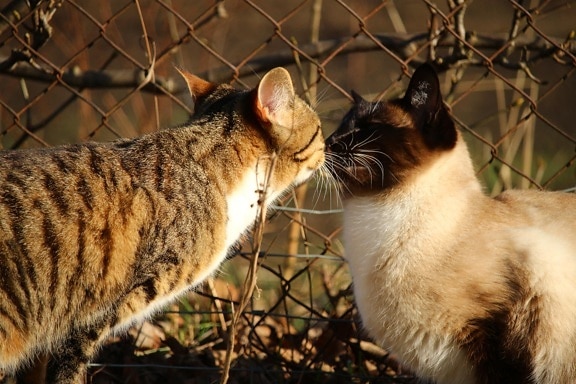 แมว สัตว์ ธรรมชาติ ภาพ ขน เล็บน่ารัก กลาง แจ้ง predator