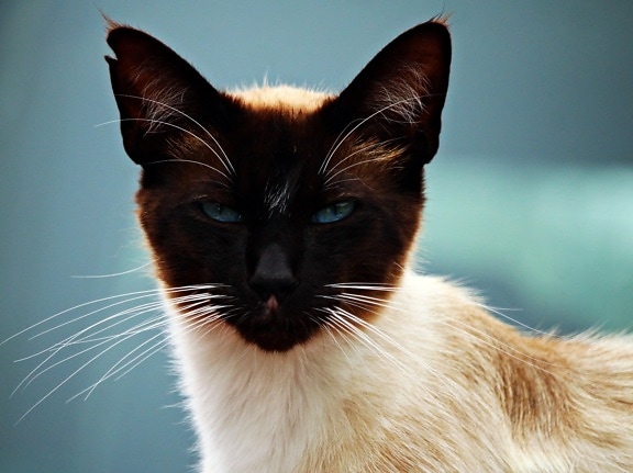 Cat, roztomilý, pet, zvíře, portrét, kočkovitá šelma, kotě, kožešiny