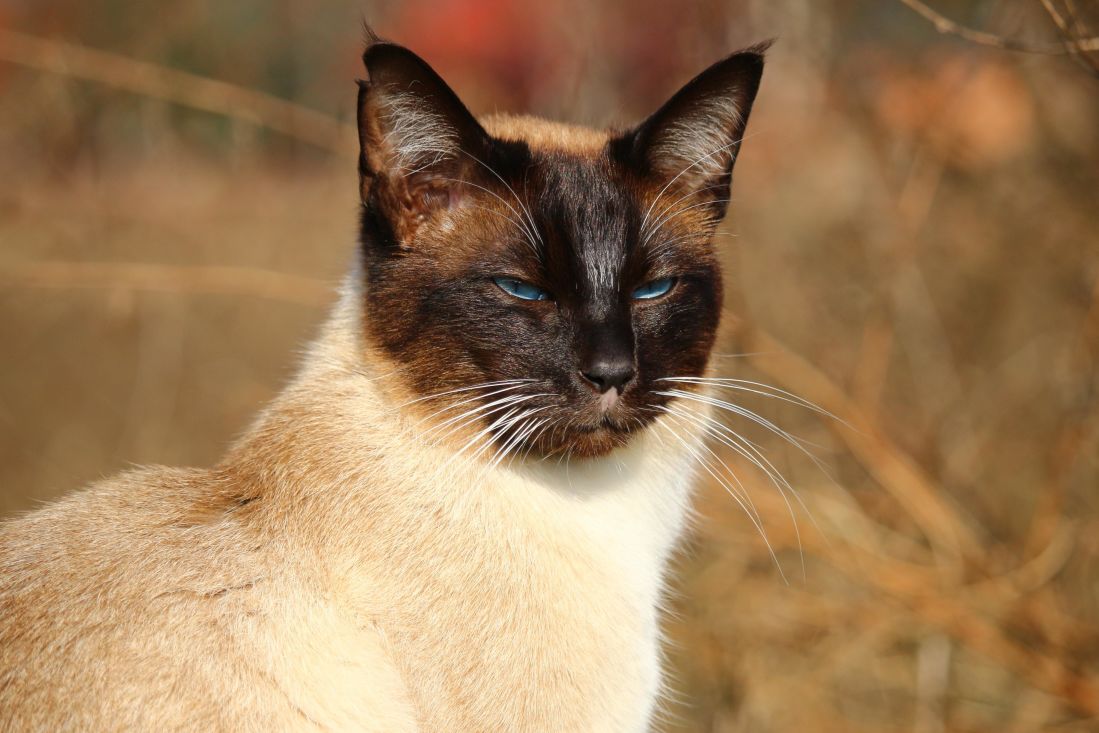 フリー写真画像 猫 かわいい 肖像画 シャム猫 動物 自然 目 猫 子猫