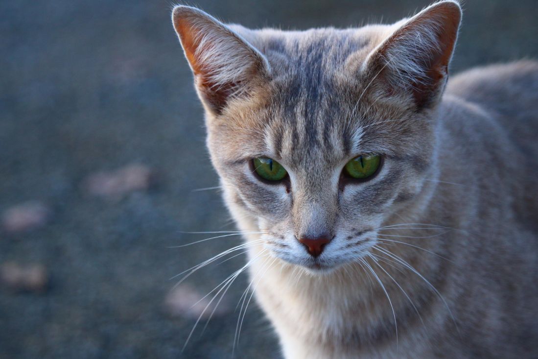 gato gatinho animal bonito, do animal de estimação, cabeça, urbano, ao ar livre, felino, peles, gatinho, bigodes