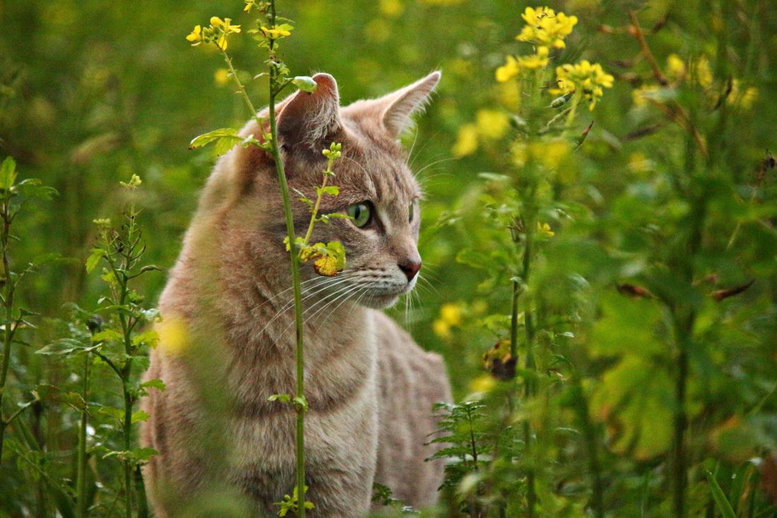 ธรรมชาติ แมว สัตว์ แมว ขนสัตว์ สัตว์เลี้ยง หนวด หญ้า ฤดูร้อน ทุ่งหญ้า คิตตี้