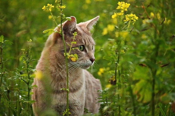ธรรมชาติ แมว สัตว์ แมว ขนสัตว์ สัตว์เลี้ยง หนวด หญ้า ฤดูร้อน ทุ่งหญ้า คิตตี้
