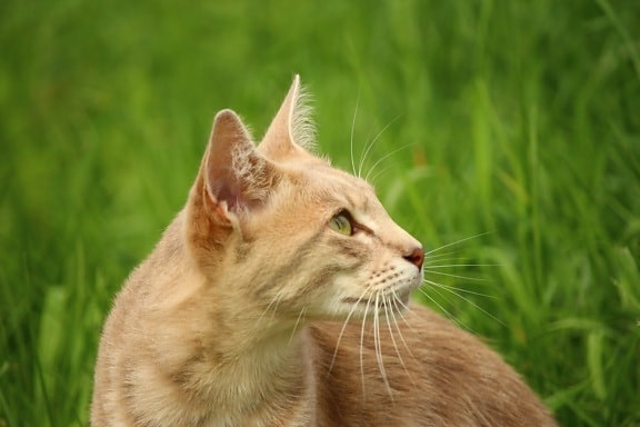 หญ้า สัตว์ น่า รัก ธรรมชาติ หญ้า แมว ขนสัตว์ ตา ลูกแมว อยาก รู้ แมว