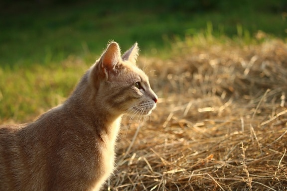 動物、かわいい、猫、自然、夏、干し草、子猫、猫、子猫、ペット
