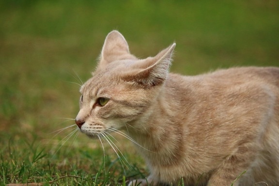 dyr, innenlands cat, gress, nysgjerrig, natur, pels, øye, eng, whisker