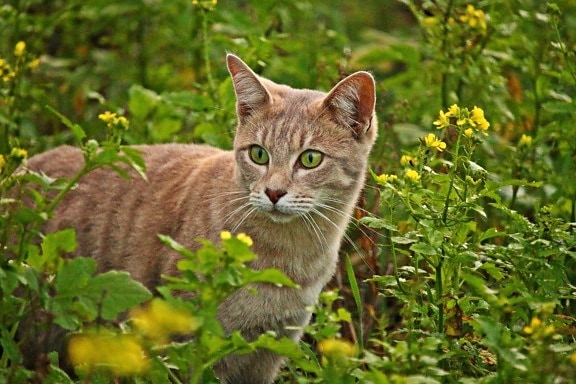 Rasen, Blume, Natur, Wiese, niedlich, grass, Katze, Katze, Kätzchen, Kitty, Haustier